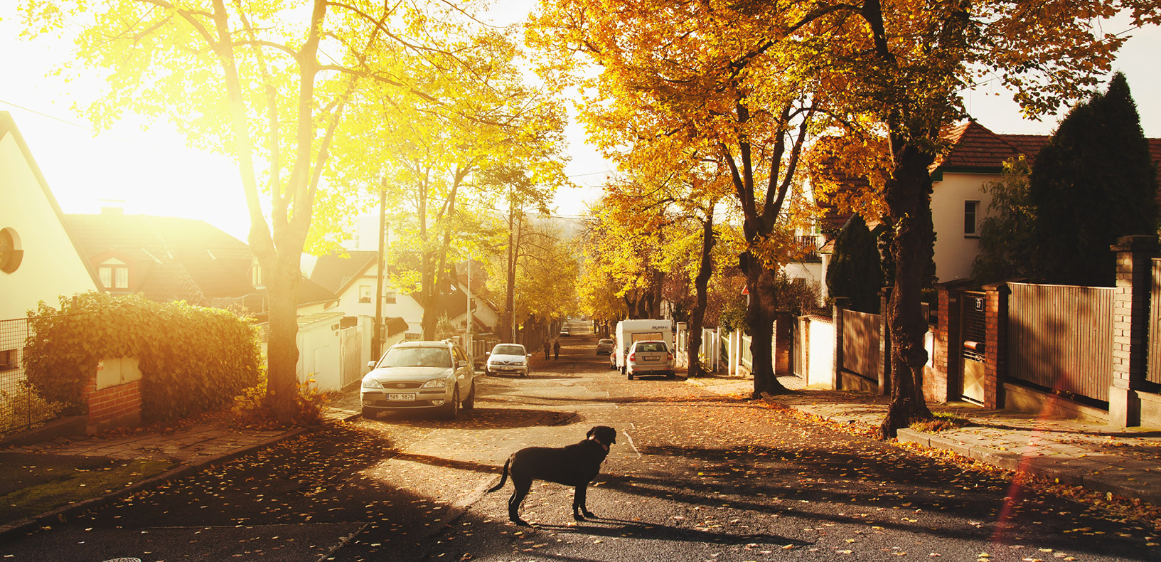fall-market-realtors