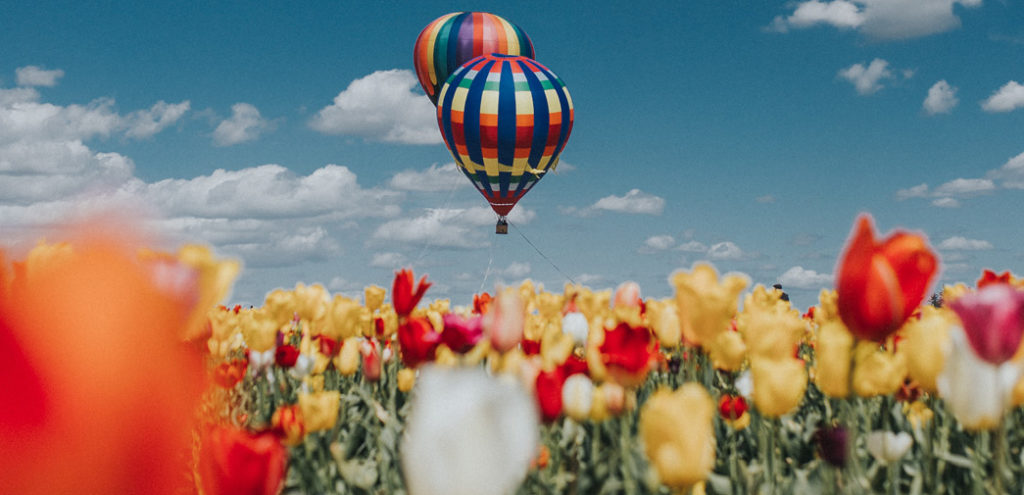 Two hot air balloons fly over a field of flowers