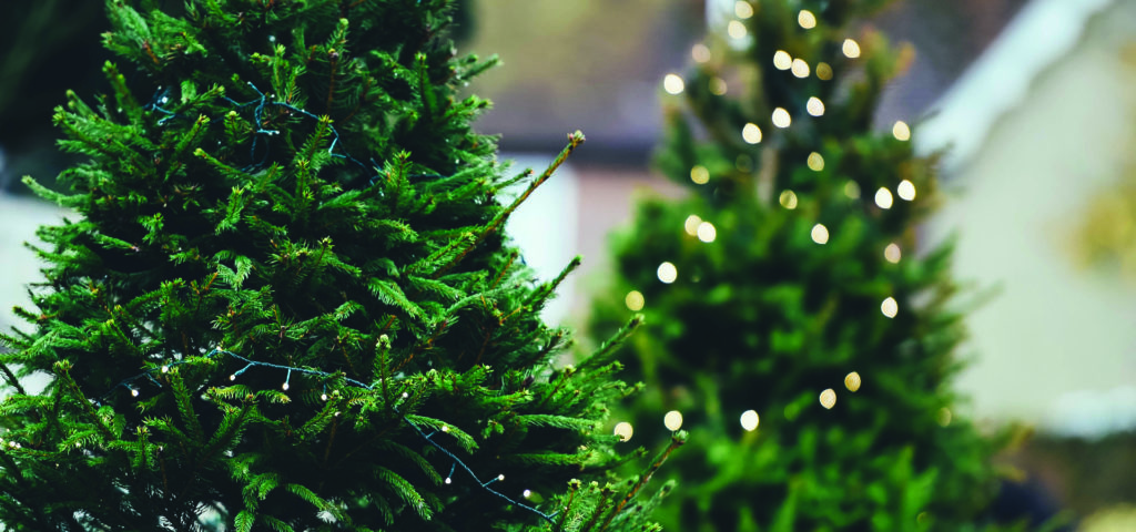 You Have to Visit These Amazing Christmas Tree Farms