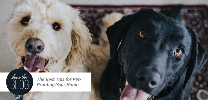 The Best Tips for Pet-Proofing Your Home