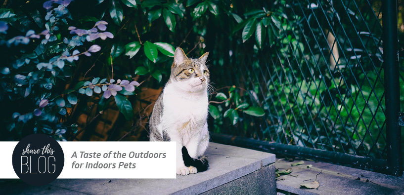 A Taste of the Outdoors for Indoors Pets