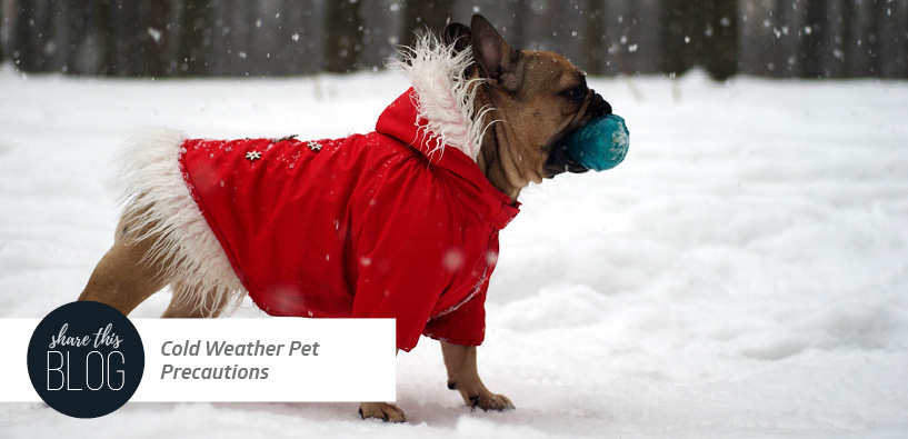 Cold Weather Pet Precautions