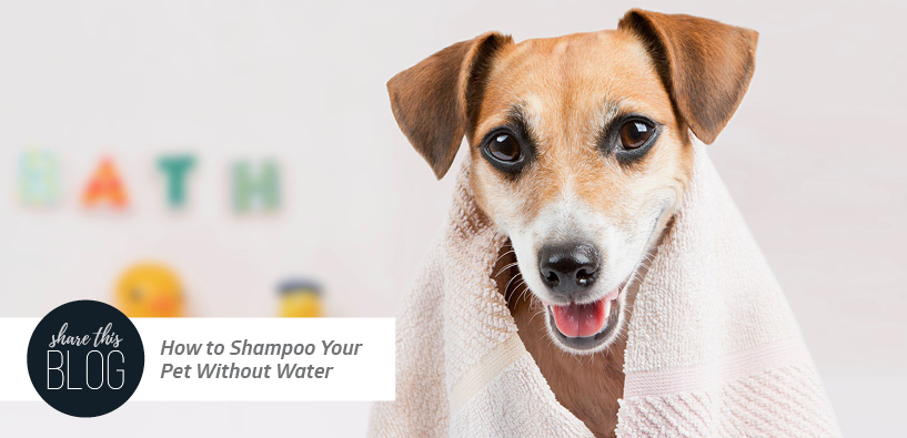 How to Shampoo Your Pet Without Water